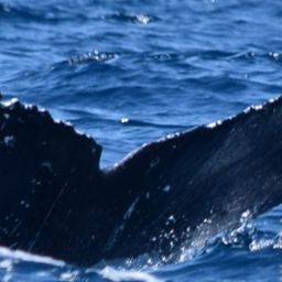 Fluke of HW-MN0521614