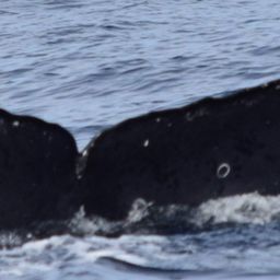 Fluke of CRC-20518