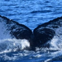 Fluke of CRC-21304
