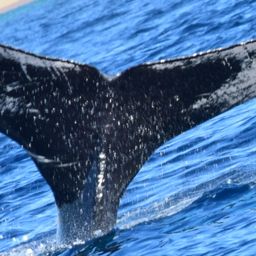 Fluke of CRC-20348