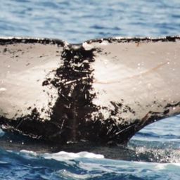 Fluke of CRC-13510