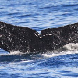 Fluke of CRC-13615