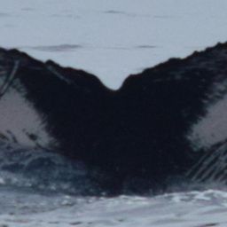 Fluke of CRC-18620