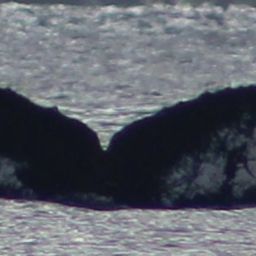 Fluke of The White Whale