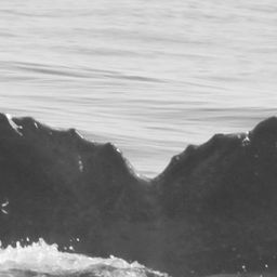 Fluke of CRC-12397