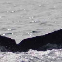 Fluke of CRC-22422