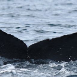 Fluke of HW-MN0521696