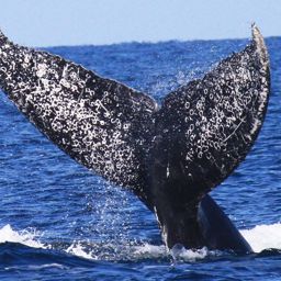 Fluke of Chapulin