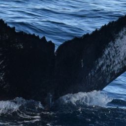 Fluke of HW-MN0521704