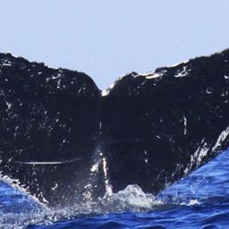 Fluke of CRC-10435