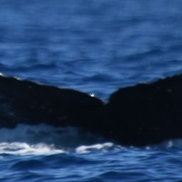 Fluke of HW-MN0521716