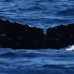 Fluke of HW-MN0521719