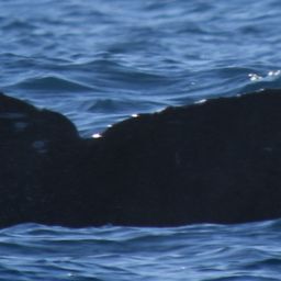 Fluke of CRC-20131