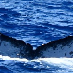 Fluke of CRC-20523