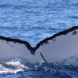 Fluke of BCZ0273