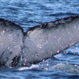 Fluke of CRC-23111