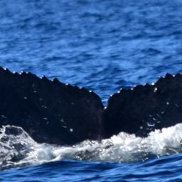 Fluke of HW-MN0521747
