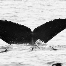 Fluke of CRC-10553