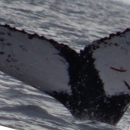 Fluke of HW-MN0521762