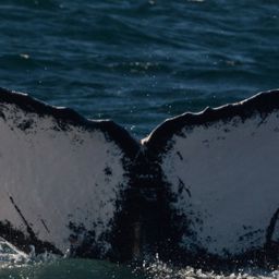 Fluke of HW-MN0521776