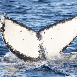 Fluke of FIBB-1BB200