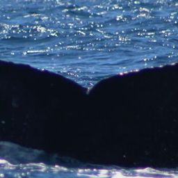 Fluke of HW-MN0521793