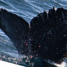 Fluke of HW-MN0521800