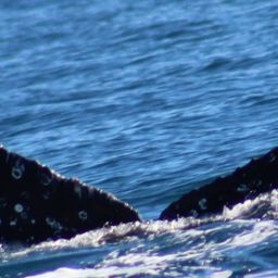 Fluke of HW-MN0521803