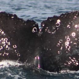 Fluke of HW-MN0521805