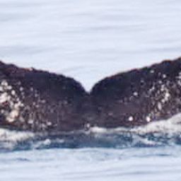 Fluke of HW-MN0310037