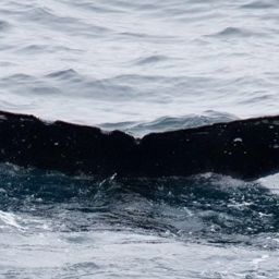 Fluke of HW-MN0310034