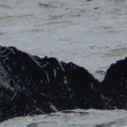 Fluke of HW-MN0521813