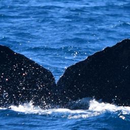 Fluke of CRC-18538