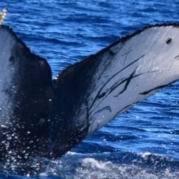 Fluke of HW-MN0521821