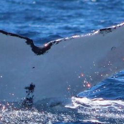 Fluke of CRC-21313