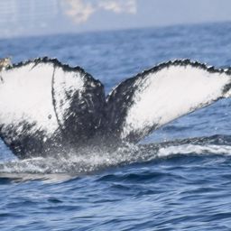 Fluke of HW-MN0521831