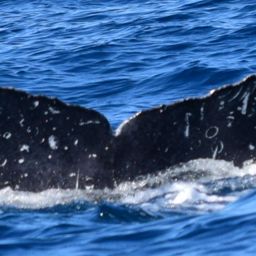 Fluke of HW-MN0521835