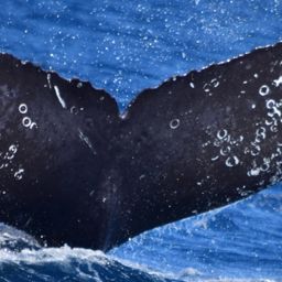 Fluke of HW-MN0521846