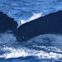 Fluke of HW-MN0521848