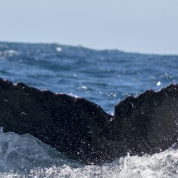 Fluke of SEAK-5398