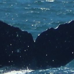 Fluke of HW-MN0521868