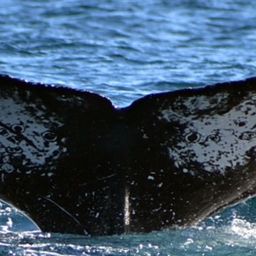 Fluke of HW-MN0521882