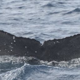 Fluke of HW-MN0521889