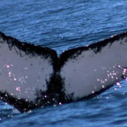 Fluke of HW-MN0521895