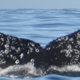 Fluke of HW-MN0521901