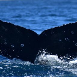 Fluke of HW-MN0521903
