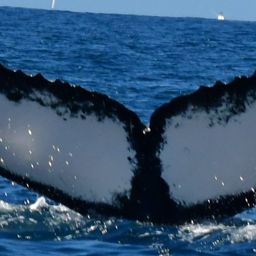Fluke of HW-MN0521904
