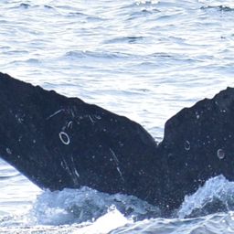 Fluke of HW-MN0521908