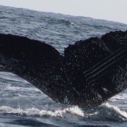 Fluke of HW-MN0521909
