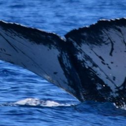 Fluke of CRC-22222